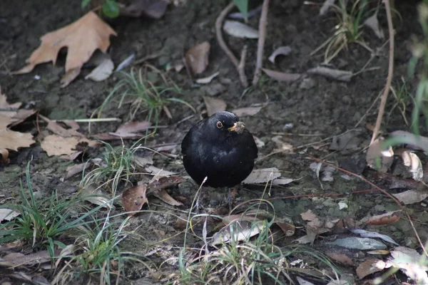 Vogel Gras — Stockfoto