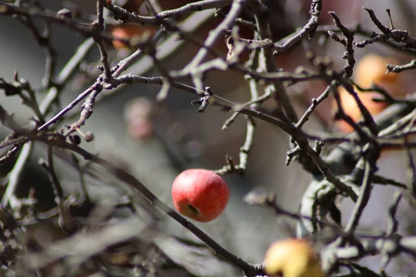 Jabłka Gałęzi — Zdjęcie stockowe