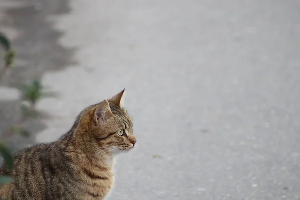 Kedi Dışarıda Oturuyor — Stok fotoğraf