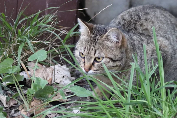 Die Katze Sitzt Draußen — Stockfoto