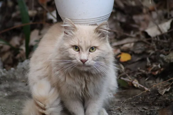 Kat Zit Tuin — Stockfoto