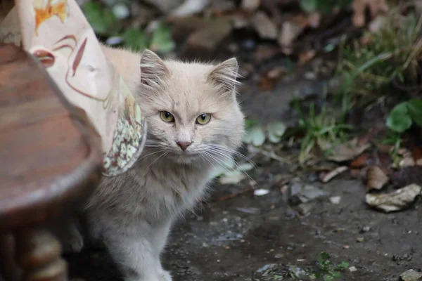 Katten Sitter Trädgården — Stockfoto