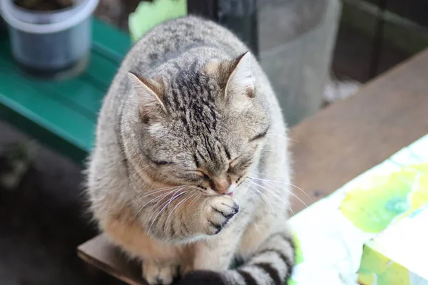 Кошка Сидит Саду — стоковое фото