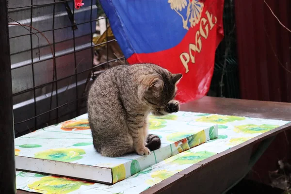 Gato Está Sentado Jardín — Foto de Stock