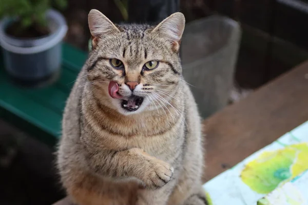 Gato Está Sentado Jardín — Foto de Stock