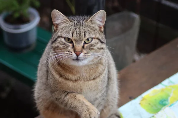 Gato Está Sentado Jardim — Fotografia de Stock