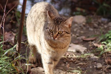  Kedi bahçede oturuyor.