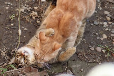  Kedi bahçede oturuyor.
