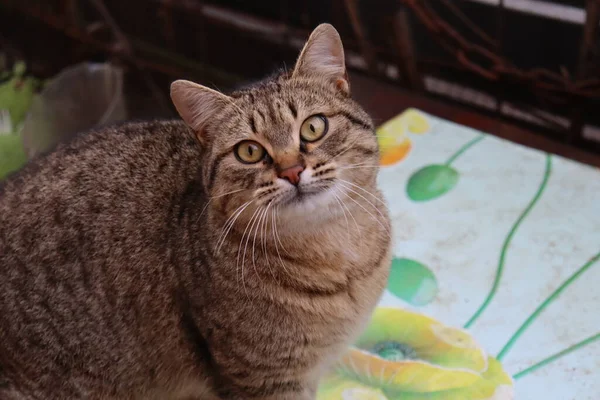 Gato Está Sentado Jardín —  Fotos de Stock