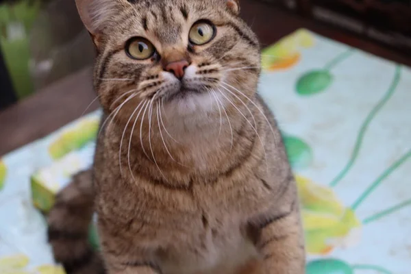 Die Katze Sitzt Garten — Stockfoto