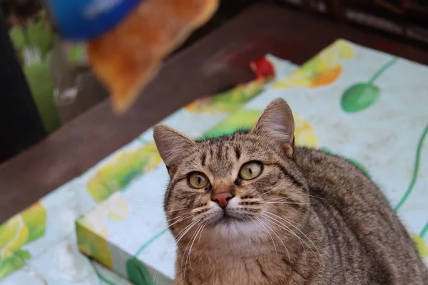 Gato Está Sentado Jardín — Foto de Stock