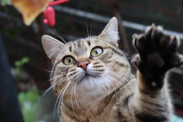 Gato Está Sentado Jardín —  Fotos de Stock