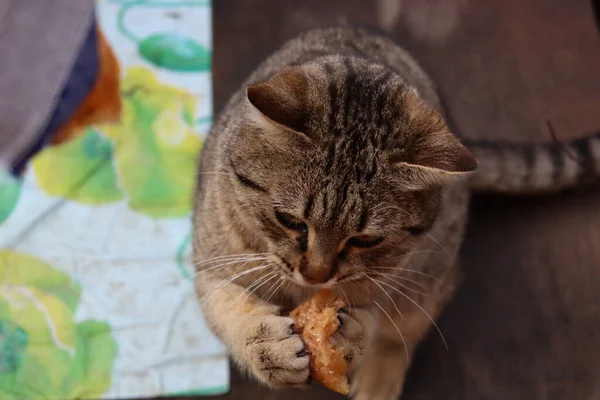 Gato Está Sentado Jardín —  Fotos de Stock