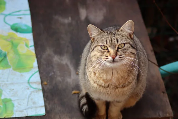 Die Katze Sitzt Garten — Stockfoto