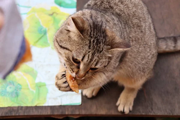 Gato Está Sentado Jardim — Fotografia de Stock