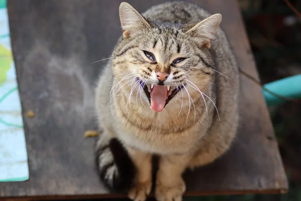 Chat Est Assis Dans Jardin — Photo