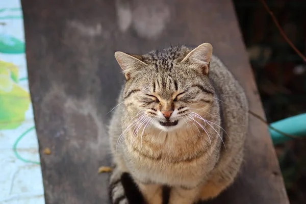 Gato Está Sentado Jardim — Fotografia de Stock