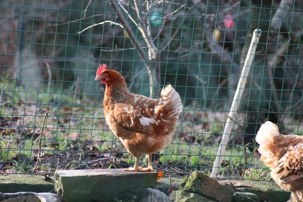 Çiftlikte Tavuk — Stok fotoğraf