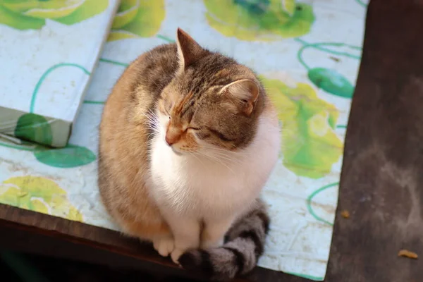 Gato Está Sentado Jardín — Foto de Stock