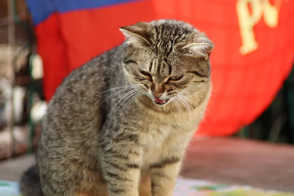 Gato Está Sentado Jardín — Foto de Stock