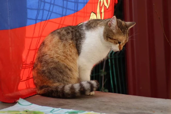 Kucing Itu Sedang Duduk Taman — Stok Foto