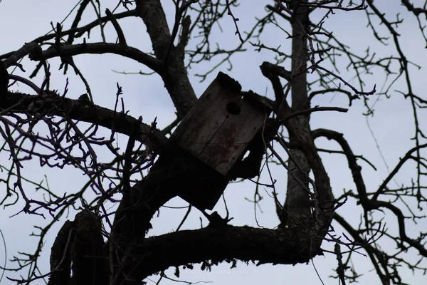 Ein Altes Vogelhaus Hängt Einem Baum — Stockfoto