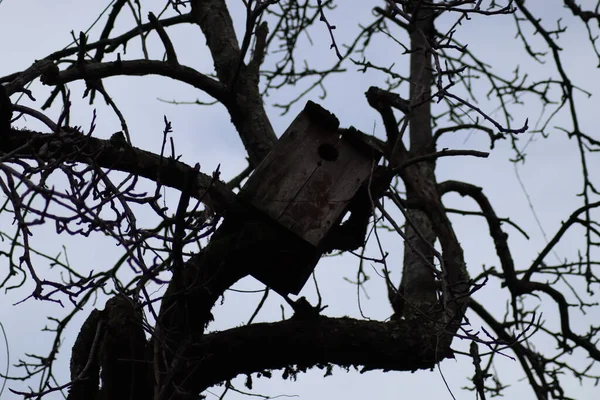 Een Oud Vogelhuisje Hangt Aan Een Boom — Stockfoto