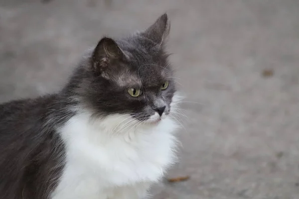 Gato Está Sentado Jardim — Fotografia de Stock