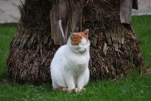 Gato Está Sentado Jardín — Foto de Stock