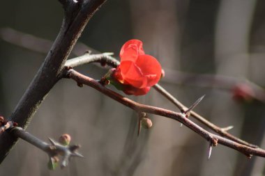 Bir daldaki kardinal