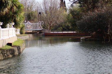 Ördek suda yüzüyor.