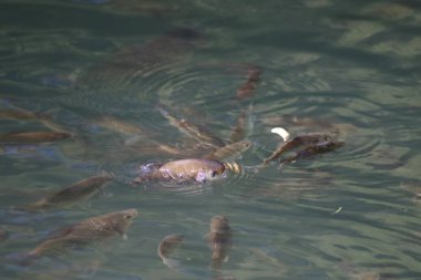 Suda yüzen balıklar