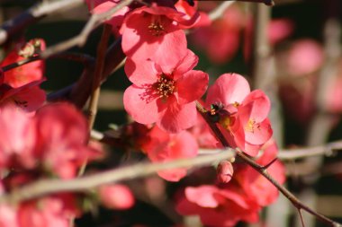 Parktaki güzel çiçekler.