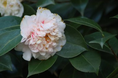 Parktaki güzel çiçekler.