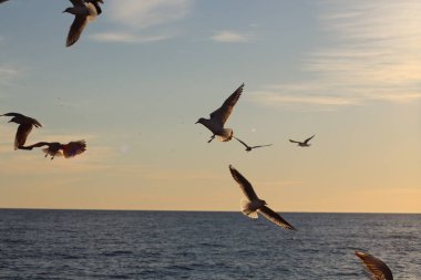 Denizin üzerinde gün batımı