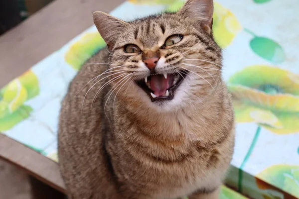 Gato Jardín — Foto de Stock