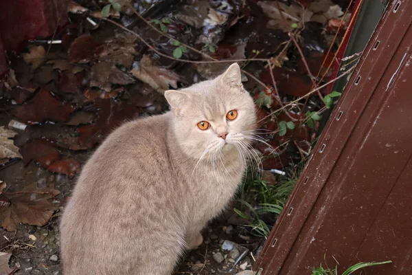 Cat Garden — Stock Photo, Image