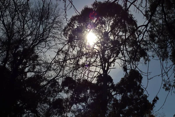 Tronco Árbol — Foto de Stock