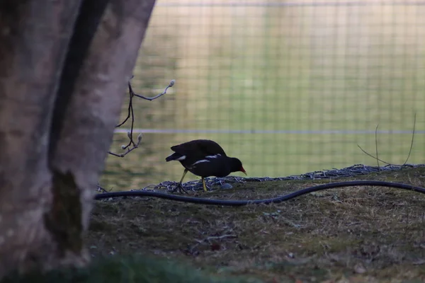 Ente Schwimmt Wasser — Stockfoto