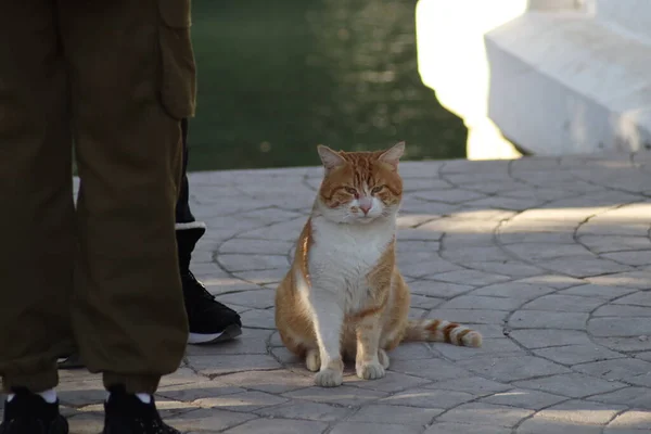 猫在屋顶上 — 图库照片