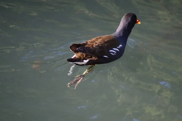 Ente Auf Dem See — Stockfoto