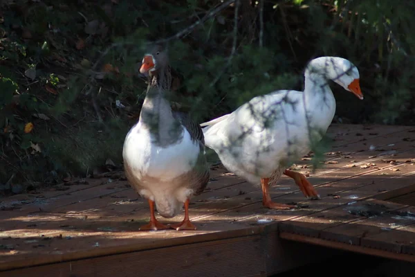 Canard Sur Lac — Photo