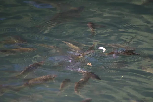 Peces Nadando Agua — Foto de Stock