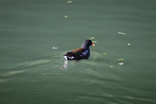 Anatra Sul Lago — Foto Stock