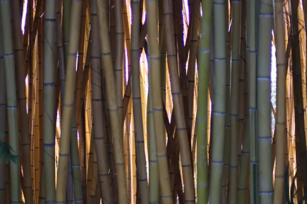 Moitas Bambu Como Fundo — Fotografia de Stock