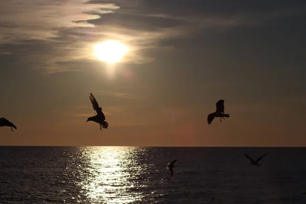 Puesta Sol Sobre Mar — Foto de Stock