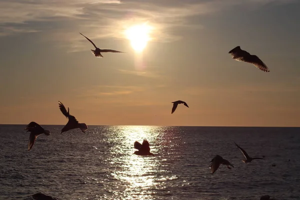 Puesta Sol Sobre Mar — Foto de Stock