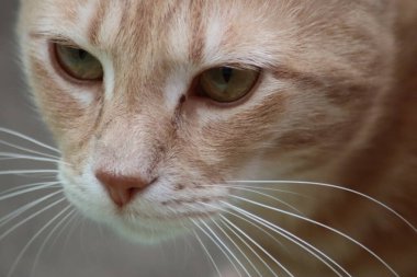 Bir kedinin portresi