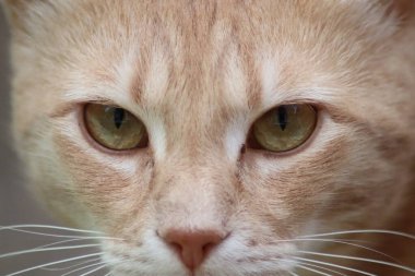 Bir kedinin portresi