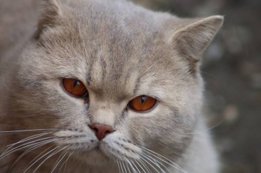 Bir kedinin portresi